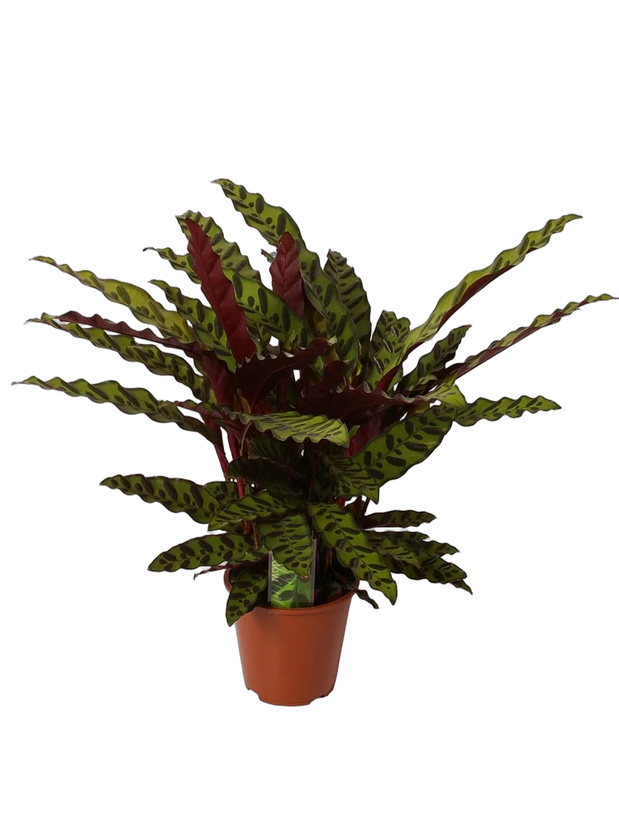 Калатея замечательная - Calathea insignis D12 H30