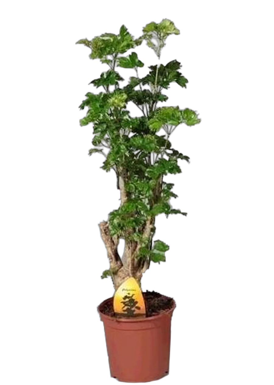 Полисциас курчавый - Polyscias crispatum 'Raffles' D21 H80