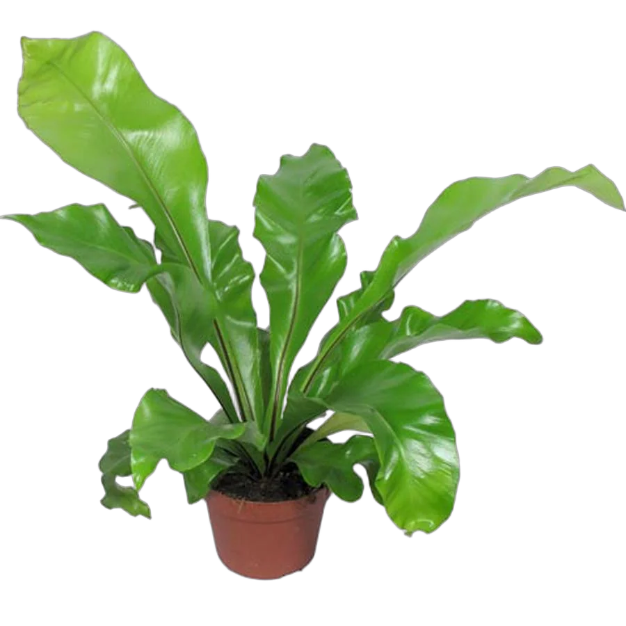 Асплениум гнездовой - Asplenium nidus D12 H25