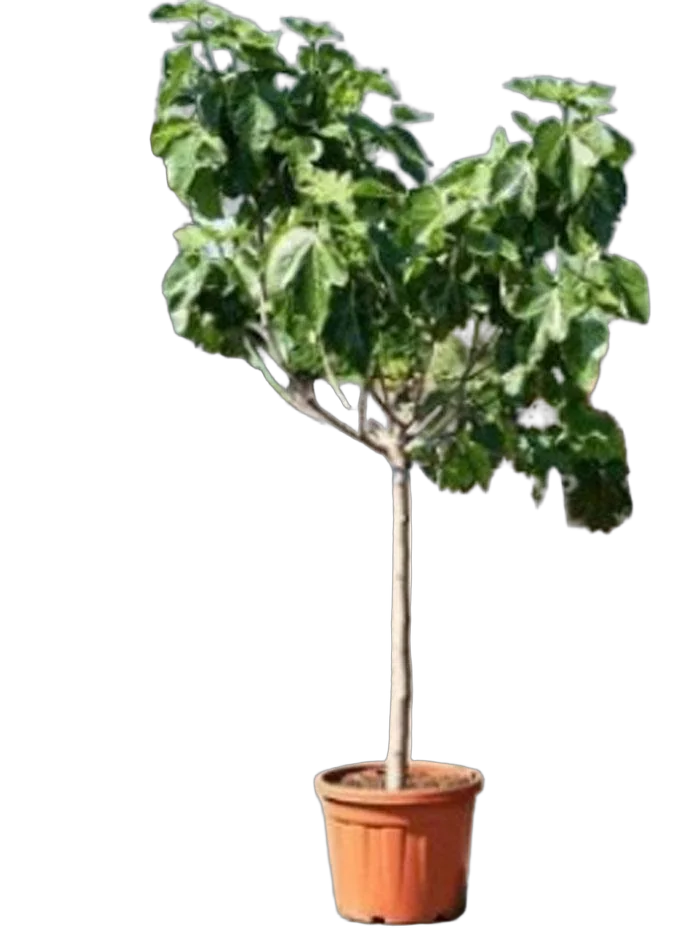 Инжир - Ficus carica D46 H200