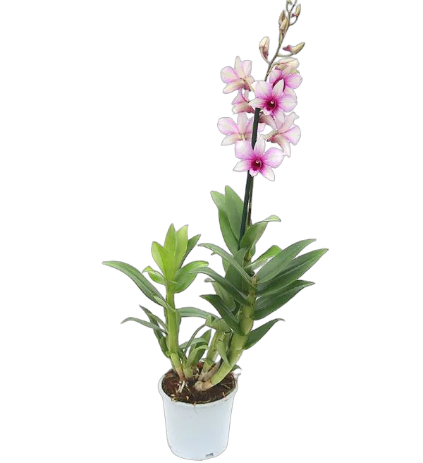 Дендробиум фаленопсис 'Sa-Nook' - Dendrobium phalaenopsis D12 H40