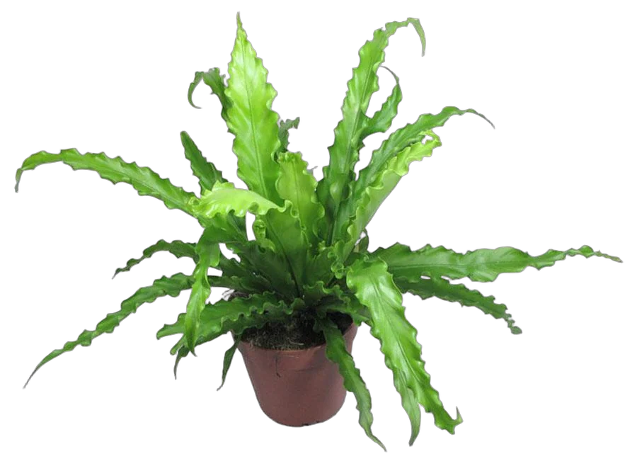 Асплениум древний, античный - Asplenium Antiquum D12 H30