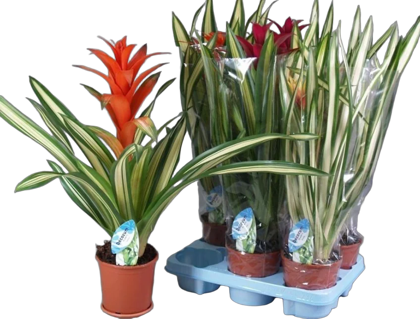 Гусмания пестролистная - Guzmania D12 H50