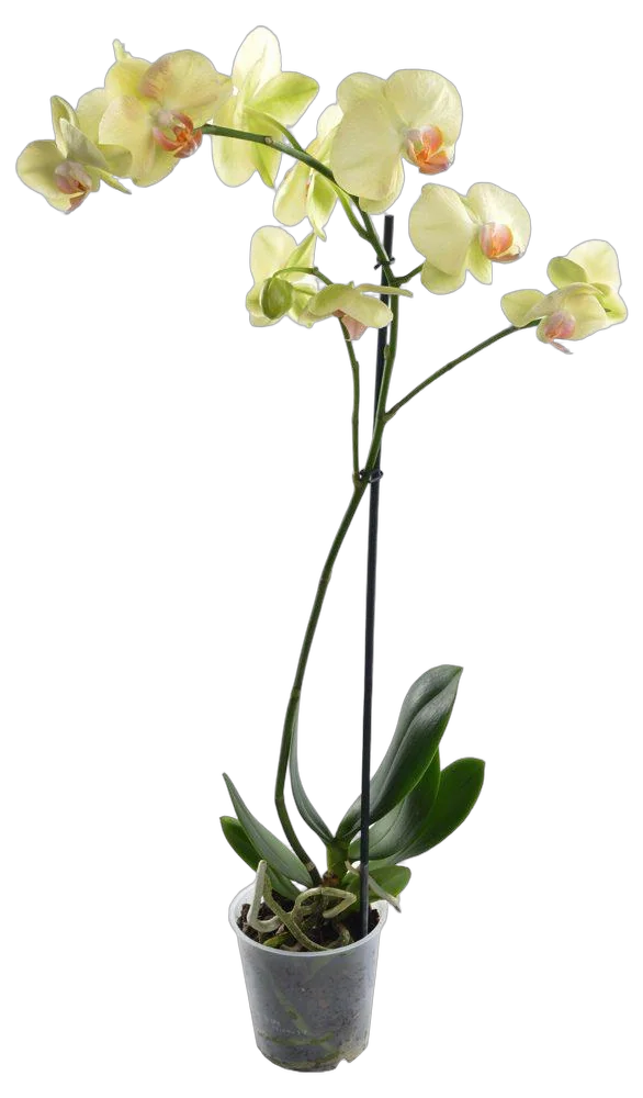 Фаленопсис гигантский 2 цветоноса - Phalaenopsis gigantea Golden Embers D15 H100