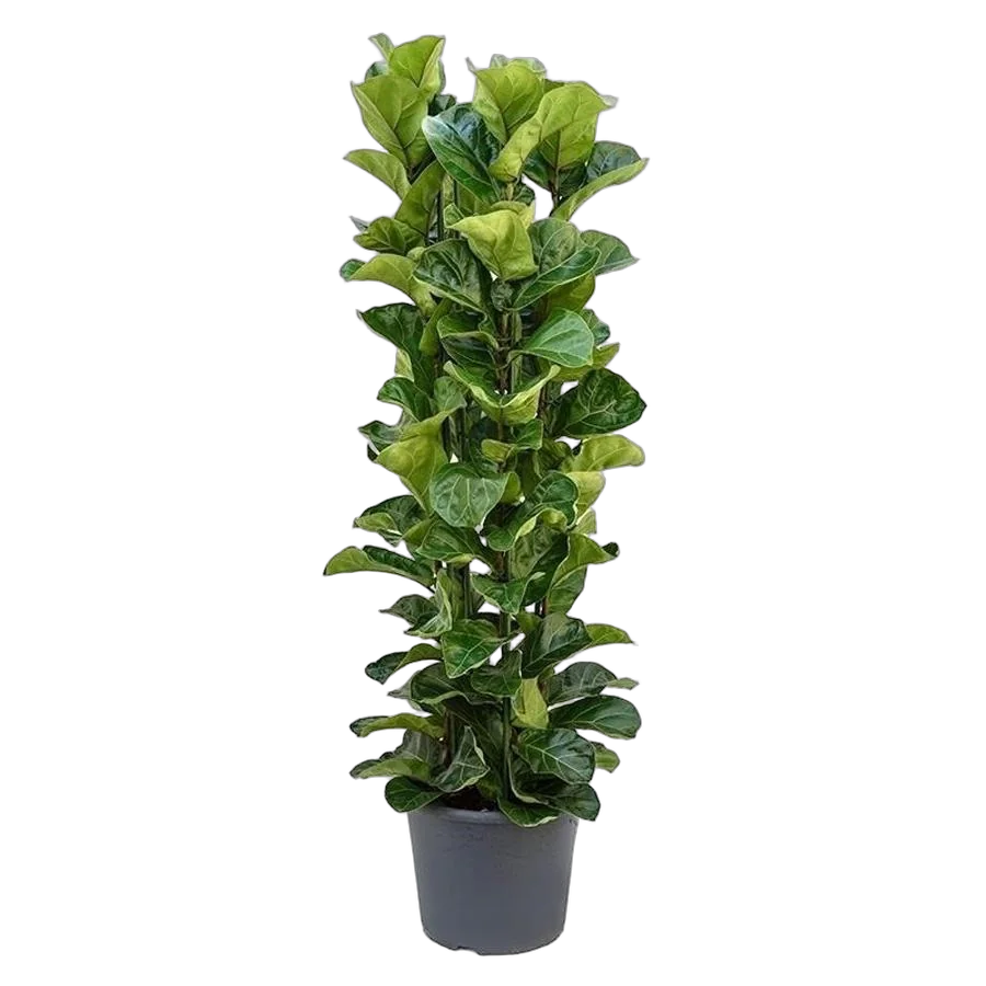 Фикус Лировидный (Лирата) - Ficus lyrata D35 H140