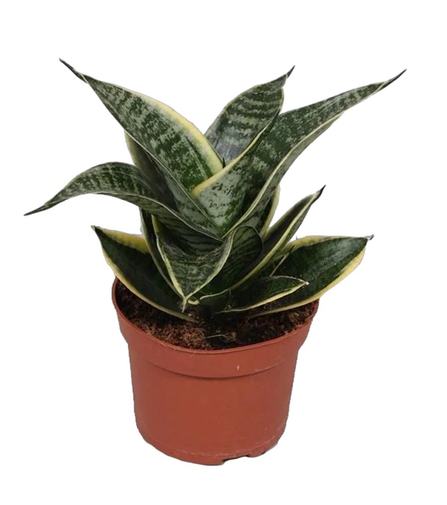 Сансевьерия франциза - Sansevieria francisii D15 H35