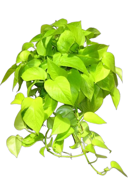 Эпипремнум золотой - Epipremnum Golden Pothos D15 H45