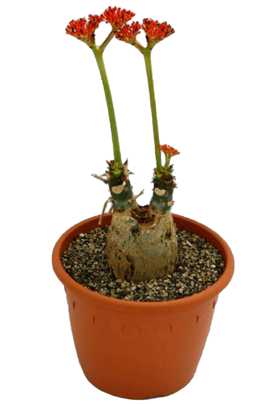 Ятрофа Подагрика оранж - Jatropha D15 H35