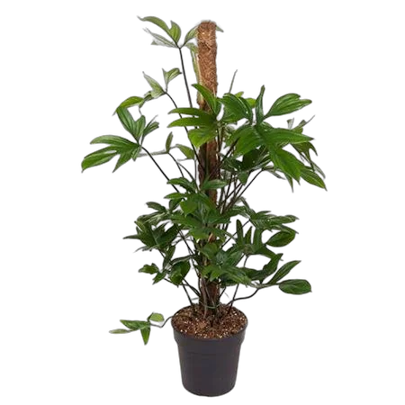 Филодендрон стоповидный - Philodendron Pedatum D21 H100