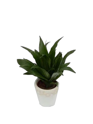 Драцена Джанет Крэйг - Dracaena deremensis "Janet Craig" D9 H20