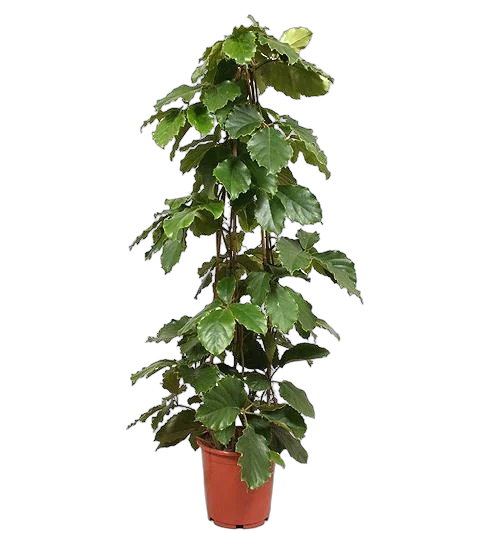 Тетрастигма Вуанье (комнатный виноград) - Tetrastigma voinierianum D27 H170