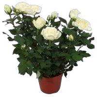 Цветок Роза белая - Honora Hit D18 45