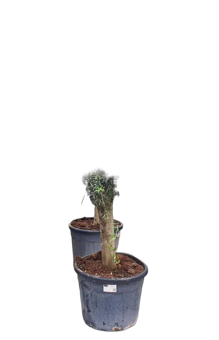 Оливковое дерево, маслина европейская - Olea europaea H55 H190