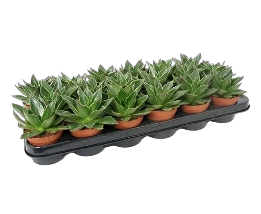 Эхеверия Мехико - Echeveria Mexico D5 H14