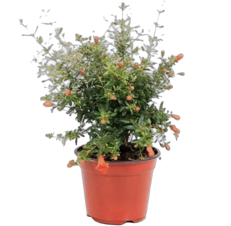 Гранат комнатный - Punica granatum Nana D14 H35