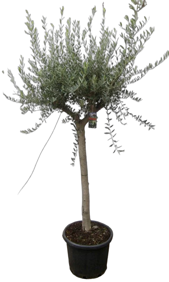 Оливковое дерево, маслина европейская - Olea europaea D55 H230
