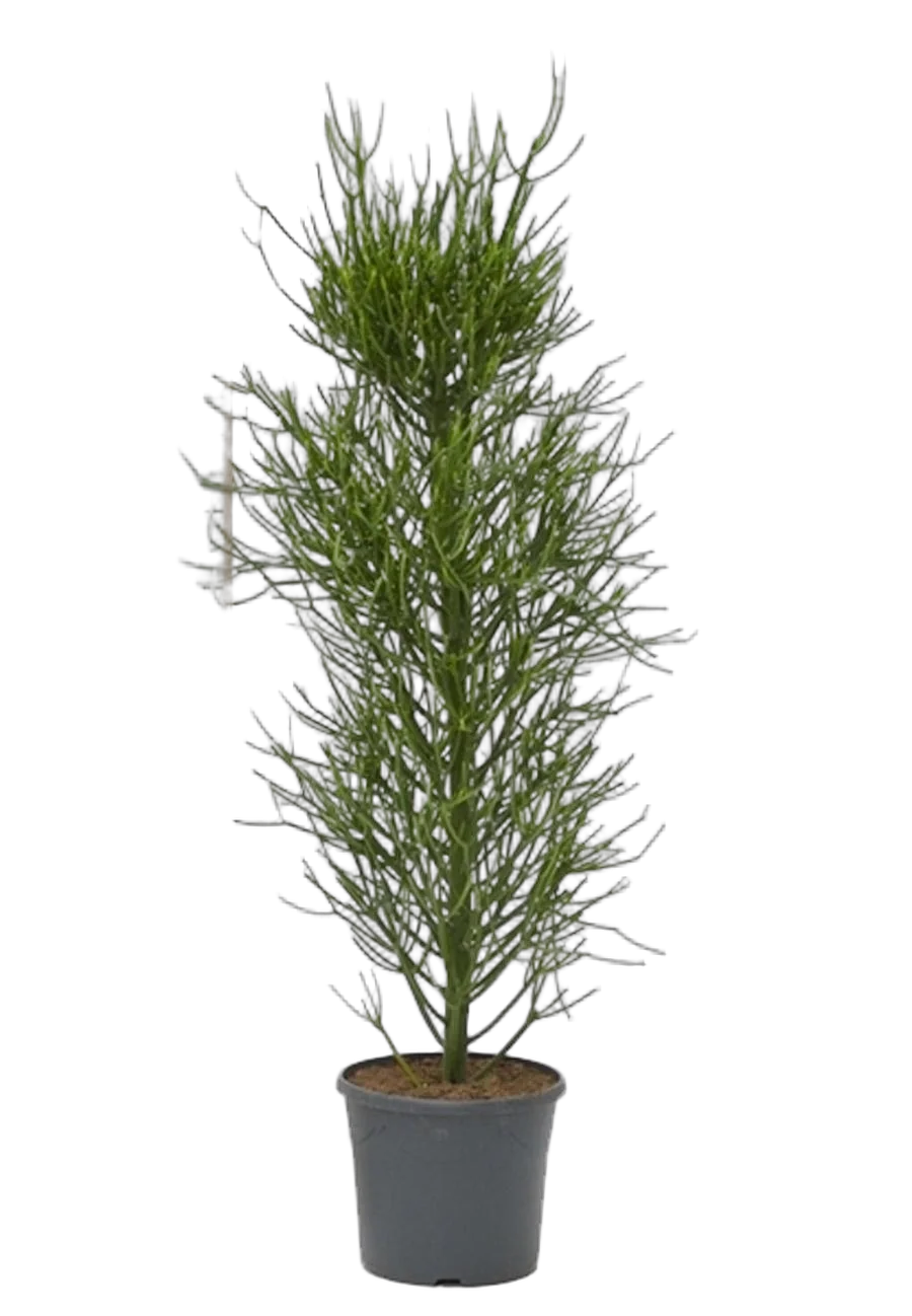 Молочай тирукалли - Euphorbia tirucalli D35 H150