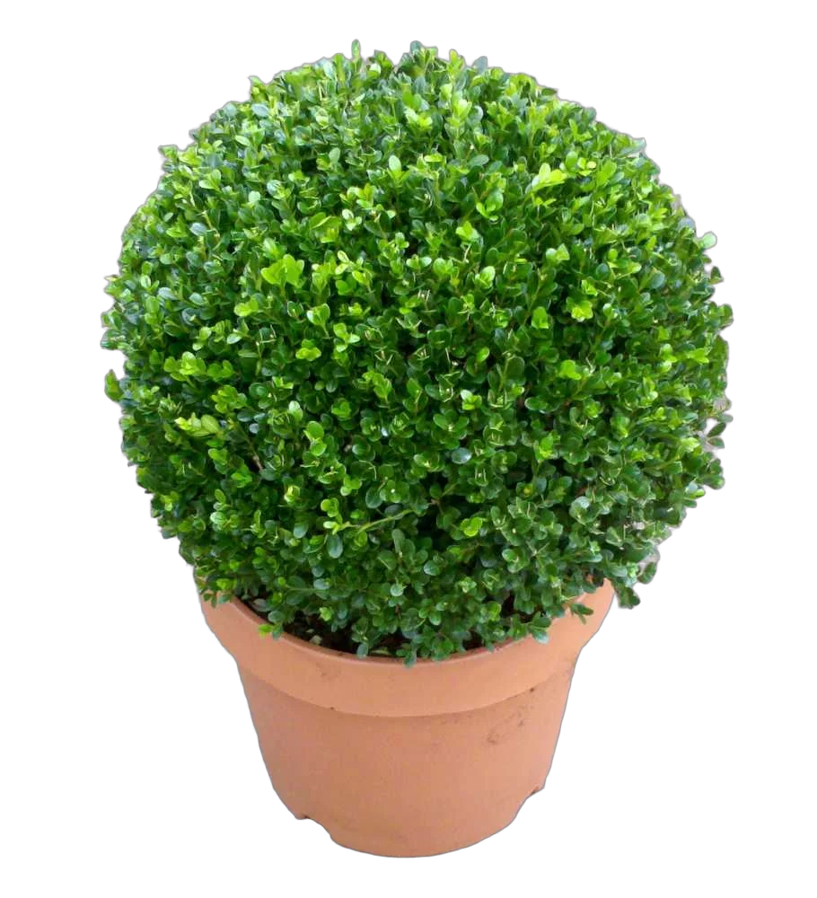 Самшит вечнозеленый (Буксус) - Buxus D50 H100
