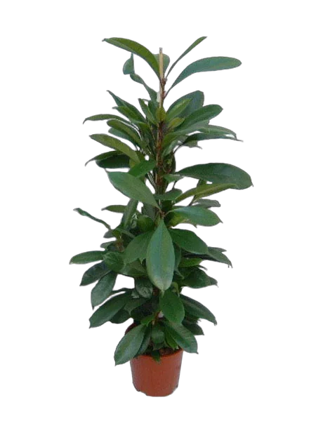 Фикус Циатистипула - Ficus Cyatistipula Zuil D14 H60