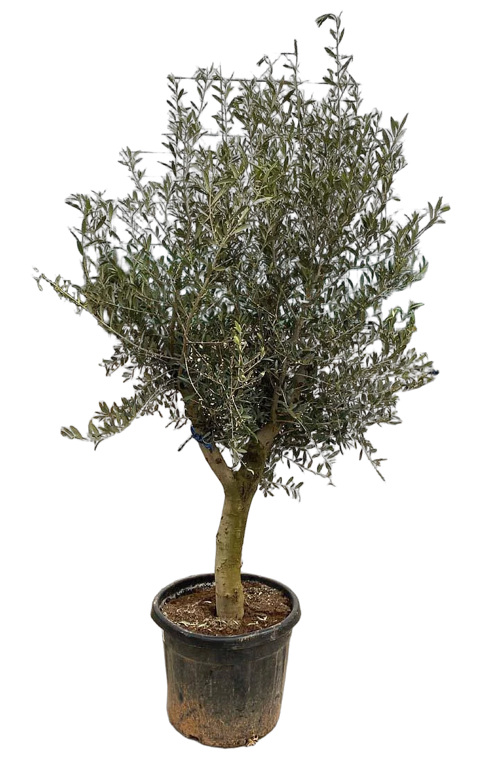 Оливковое дерево, маслина европейская - Olea europaea H70 H190