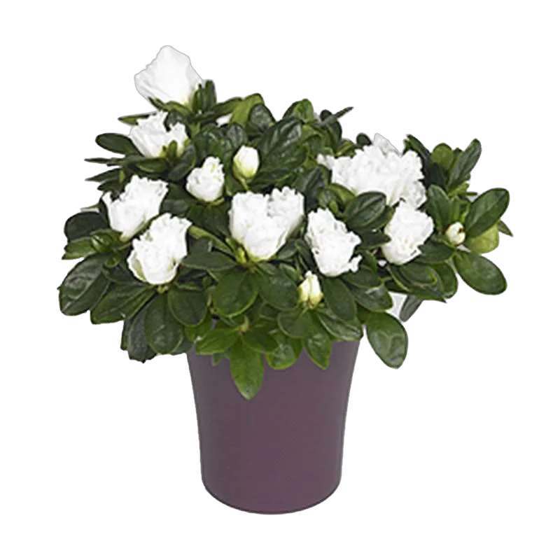 Азалия белая - Azalea D12 H30