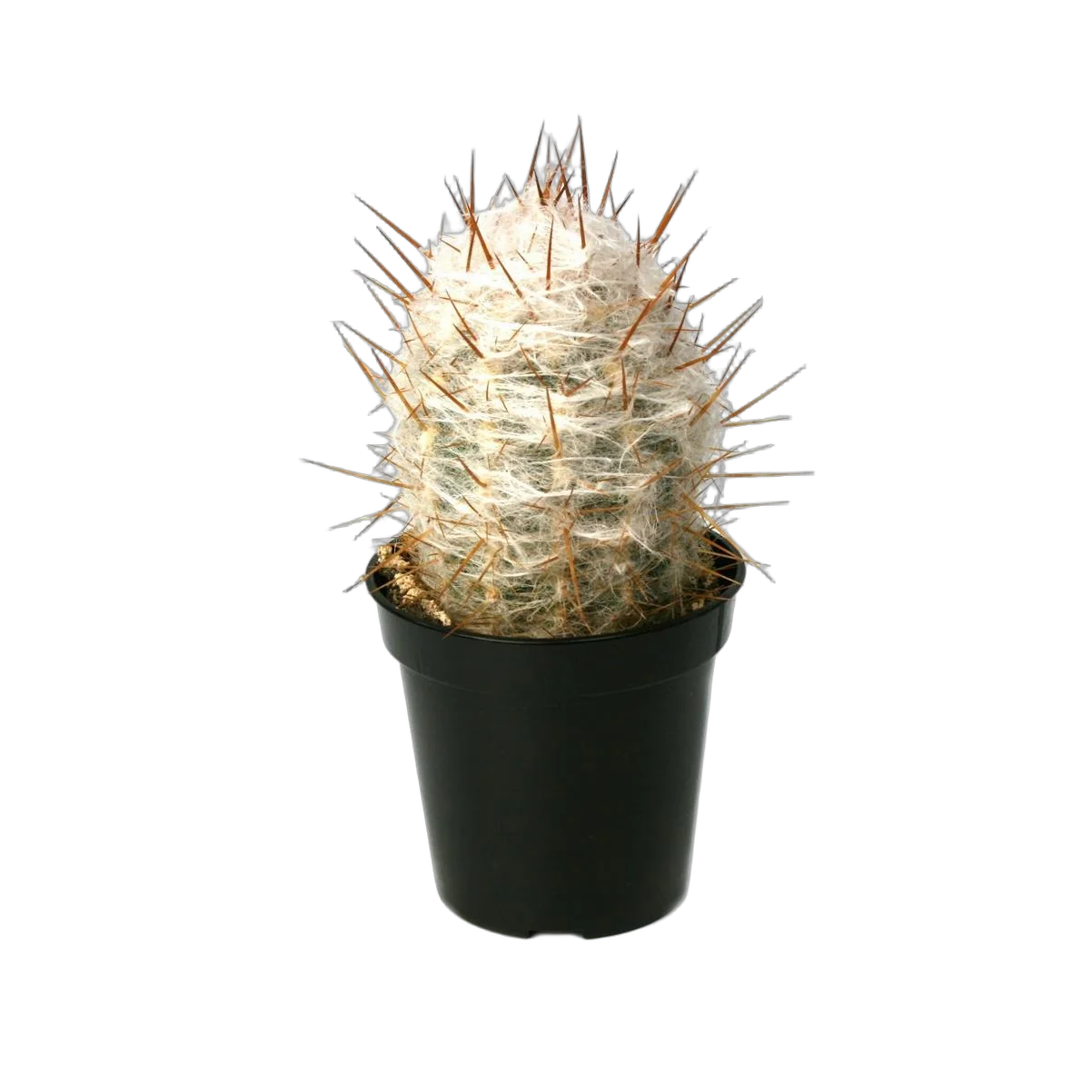 Ореоцереус, Трихоцереусовые - Trichocereeae D9 H15