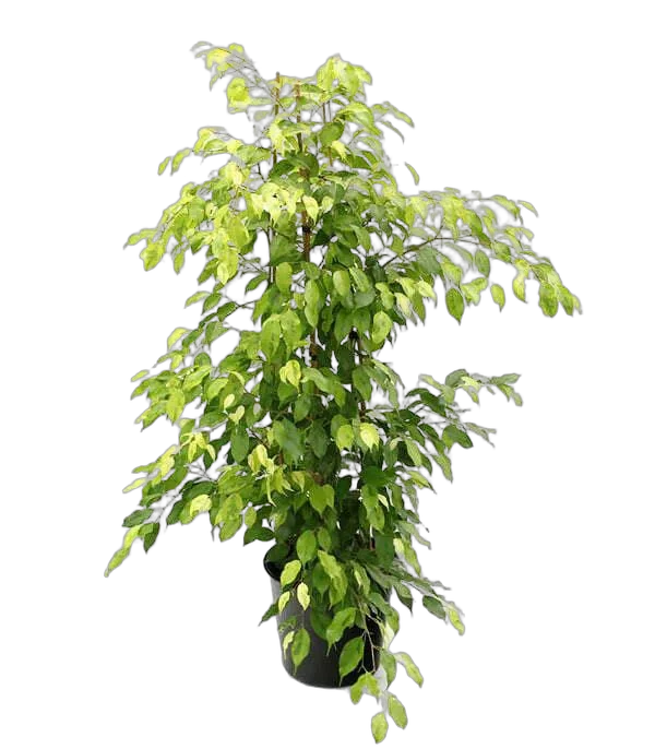 Фикус Бенджамина Голден Моник - Ficus benjamina Golden Monique D21 H110