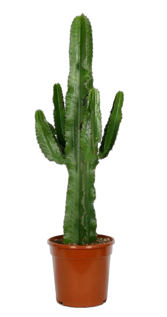 Молочай Великий