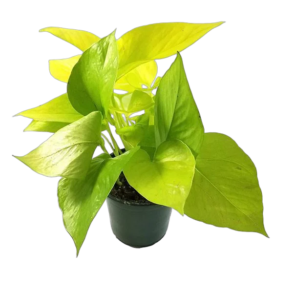 Эпипремнум золотистый Голден Потос - Epipremnum Golden Pothos D12 H20