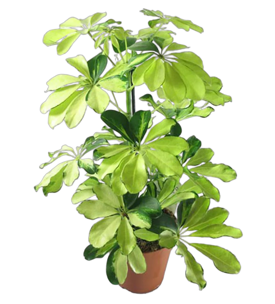 Шеффлера Мелани - Schefflera Melanie D20 H80