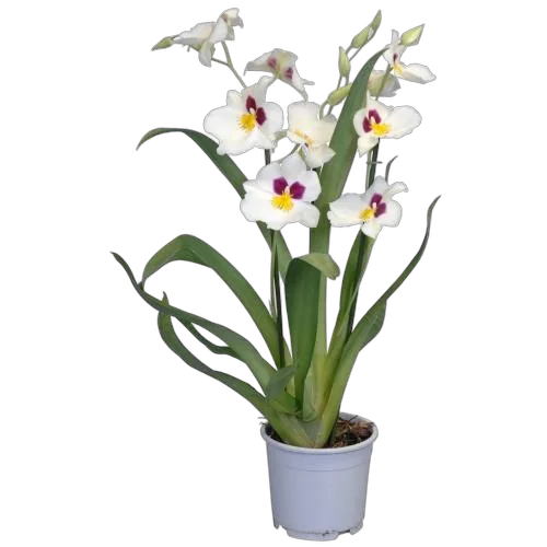 Мильтония белая 2 цветоносца - Miltonia D12 H50