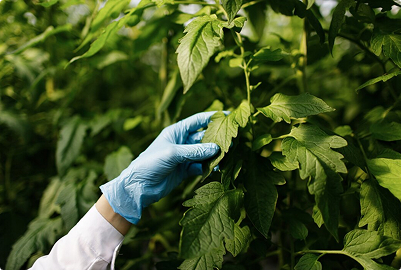 Поражения грибками