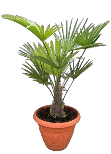 Пальма Трахикарпус - Trachycarpus D25 H120