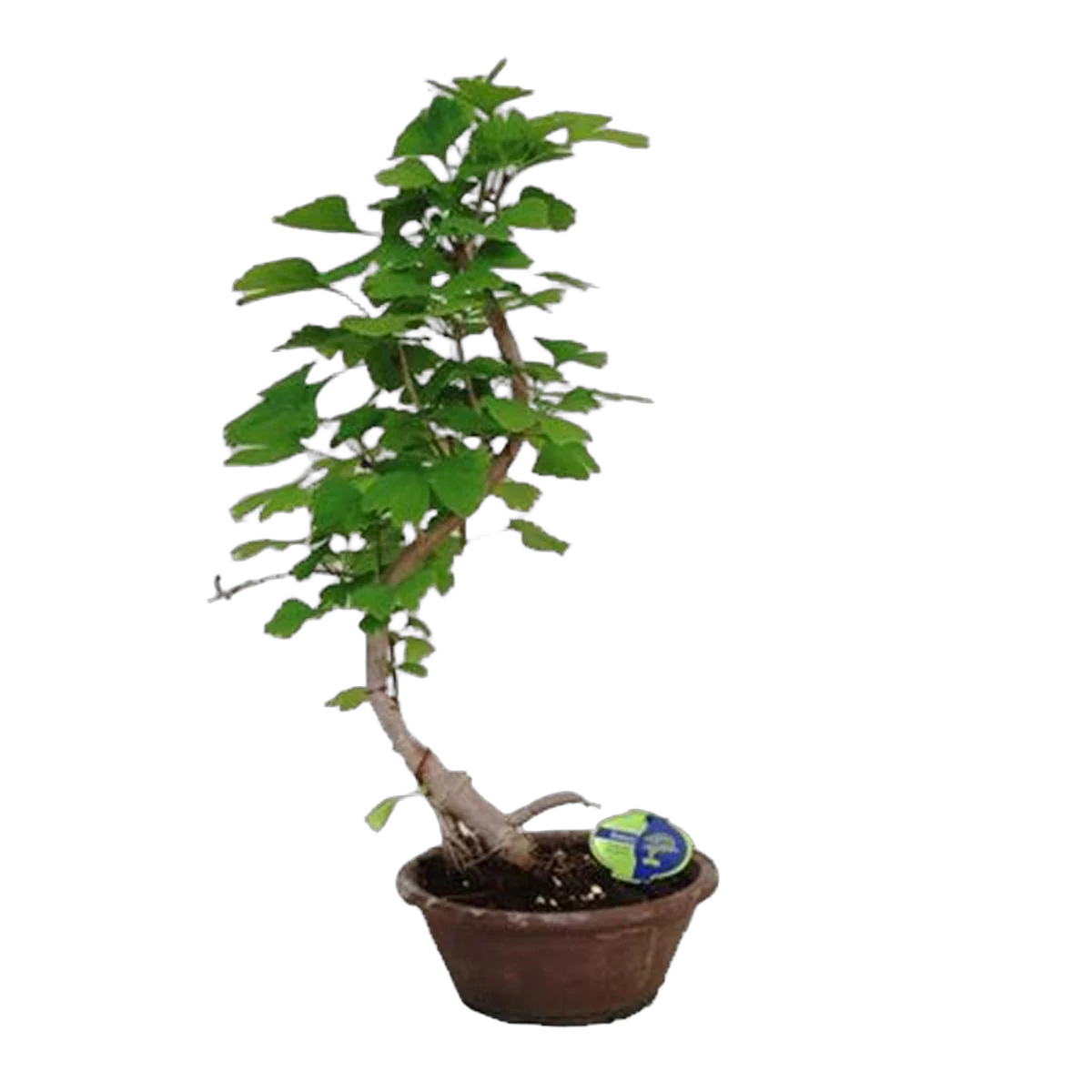 Бонсай гинго Билоба D24 H70