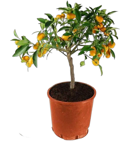 Кумкват - Kumquat D20 H65
