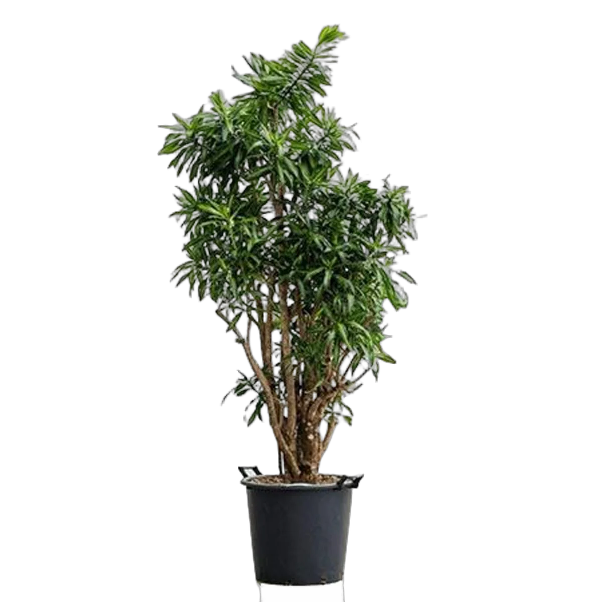 Драцена Рефлекса Сонг оф Ямайка D46 H160