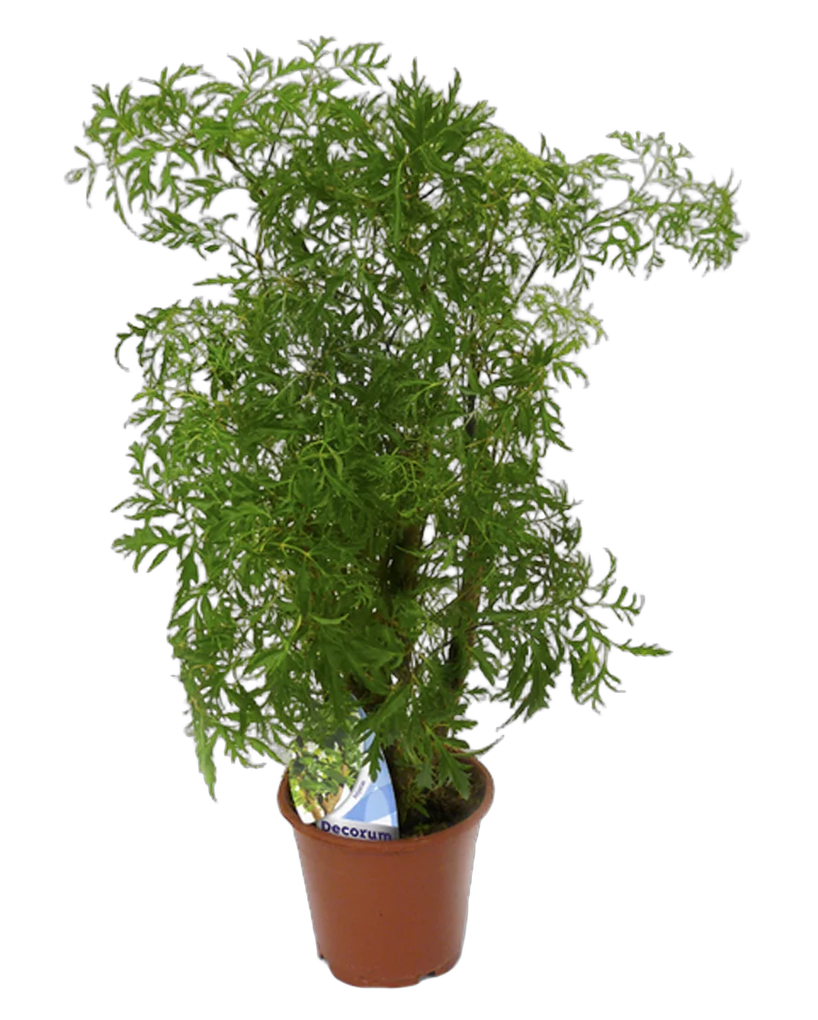 Полисциас Робл D30 H150