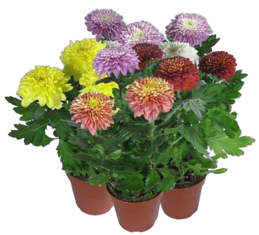 Хризантема Зембла микс - Chrysanthemum D12 H30