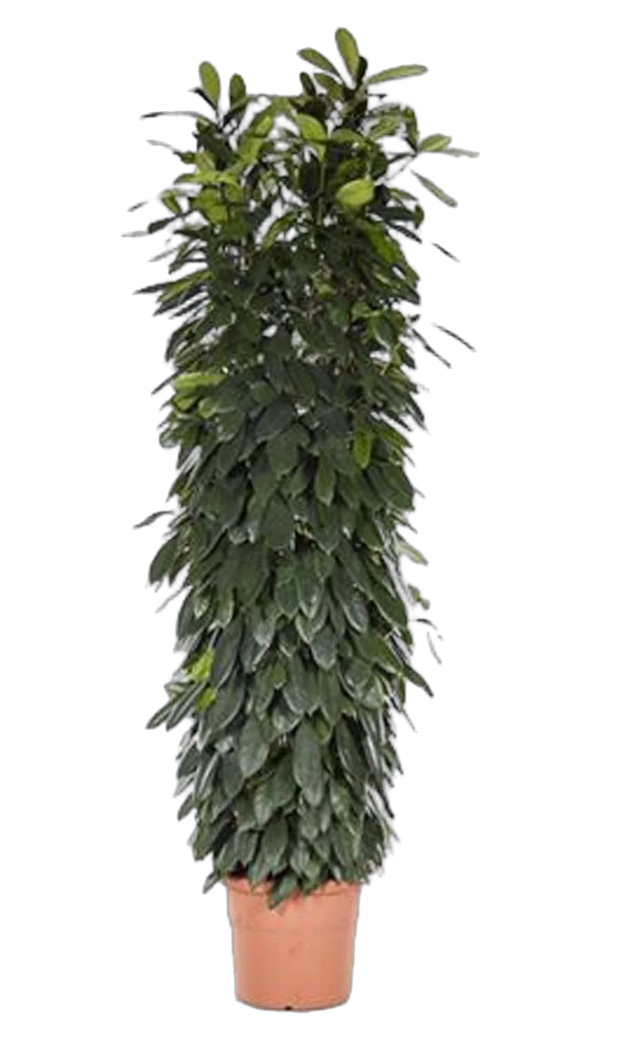 Фикус Циатистипула - Ficus Cyatistipula Zuil D35 H200