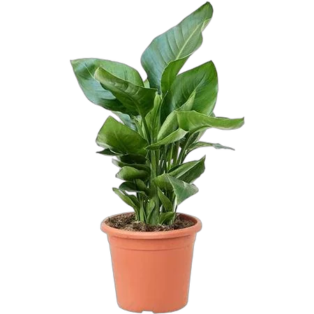 Стрелиция Николай - Strelitzia Nicolai D20 H70