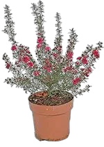 Лептоспермум - Leptospermum D10 H20