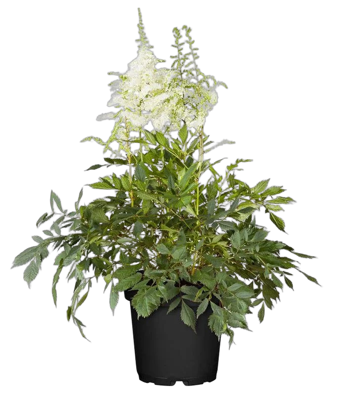 Астильба Г. Арендса  Уник Вайт - Astilbe Younique white D14 H40