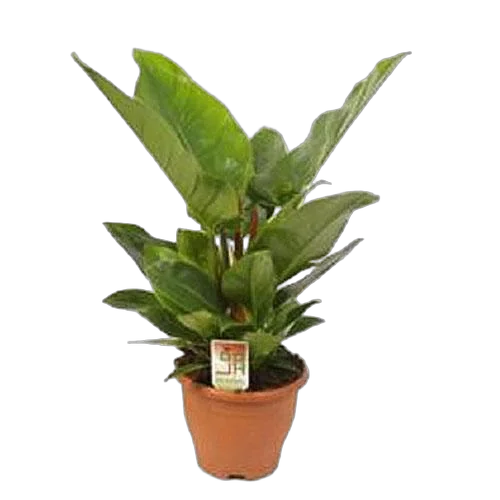 Филодендрон Империал Грин - Philodendron Imperial Green D27 H80