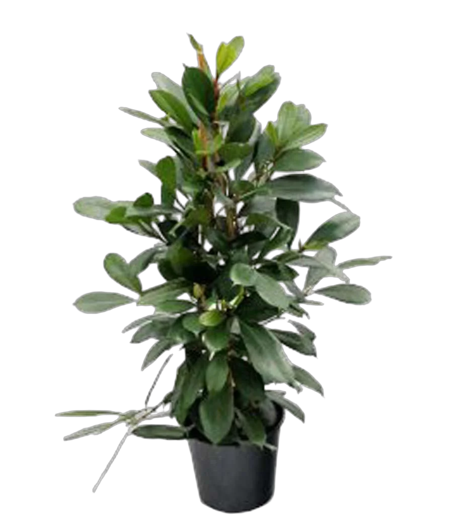 Фикус Циатистипула 3 ствола - Ficus Cyatistipula Zuil D21 H100