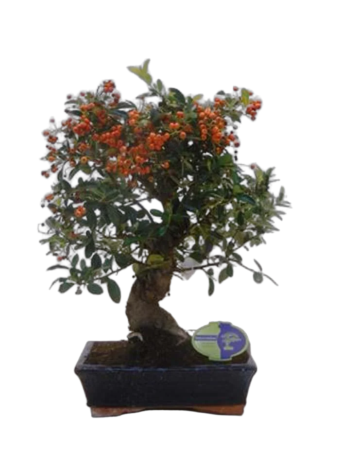 Бонсай Пираканта - Bonsai Pyracantha D25 H50