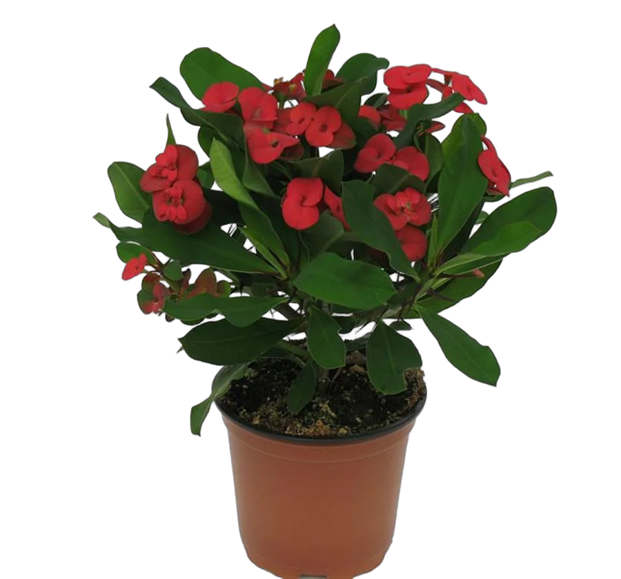 Эуфорбия Милии Вулканус - Euphorbia Milii Vulcanus D12 H20