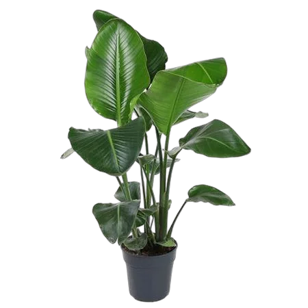 Стрелиция Николай - Strelitzia Nicolai D24 H110