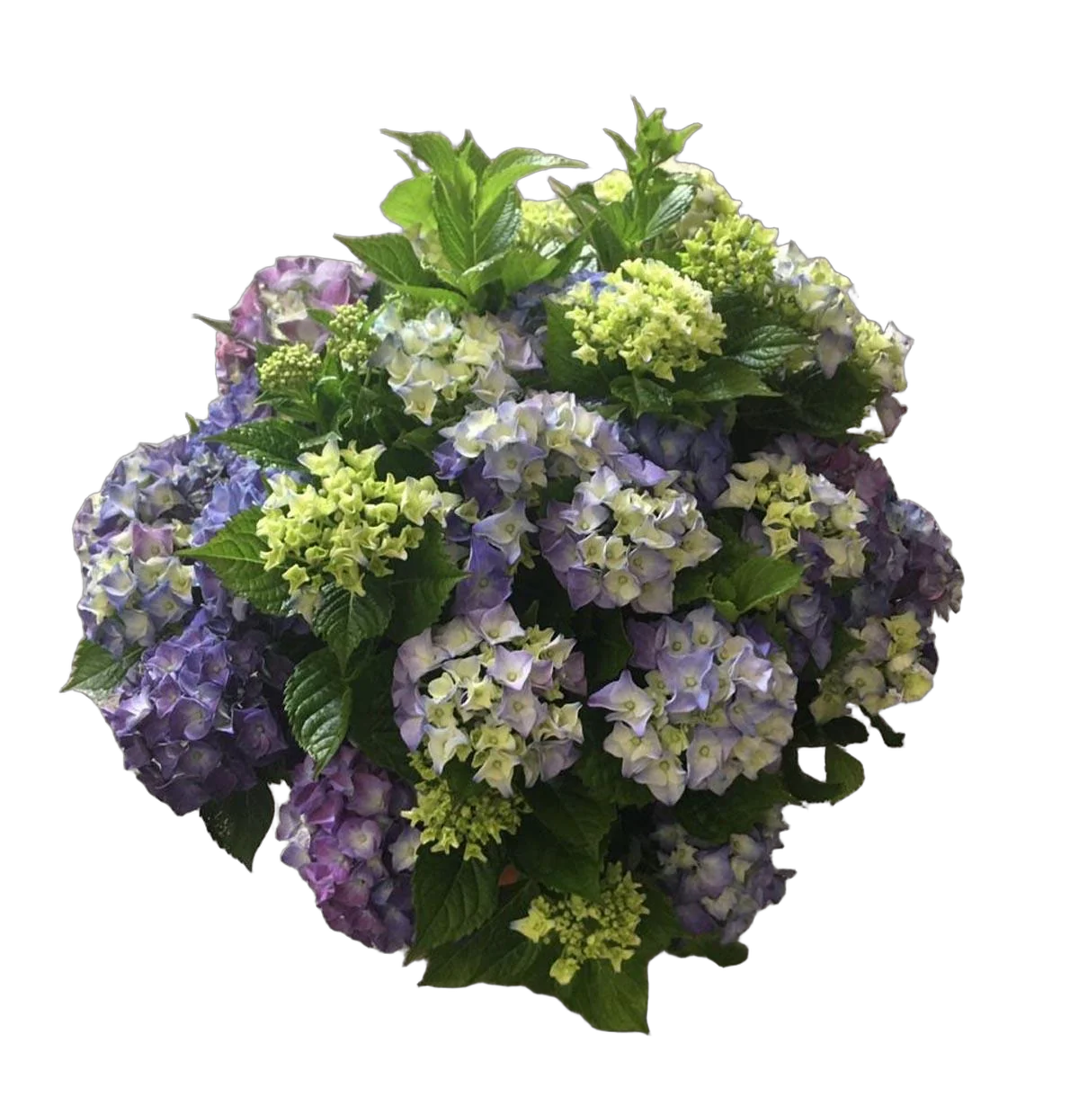Гидрангия (Гортензия) голубая - Hydrangea D23 H50