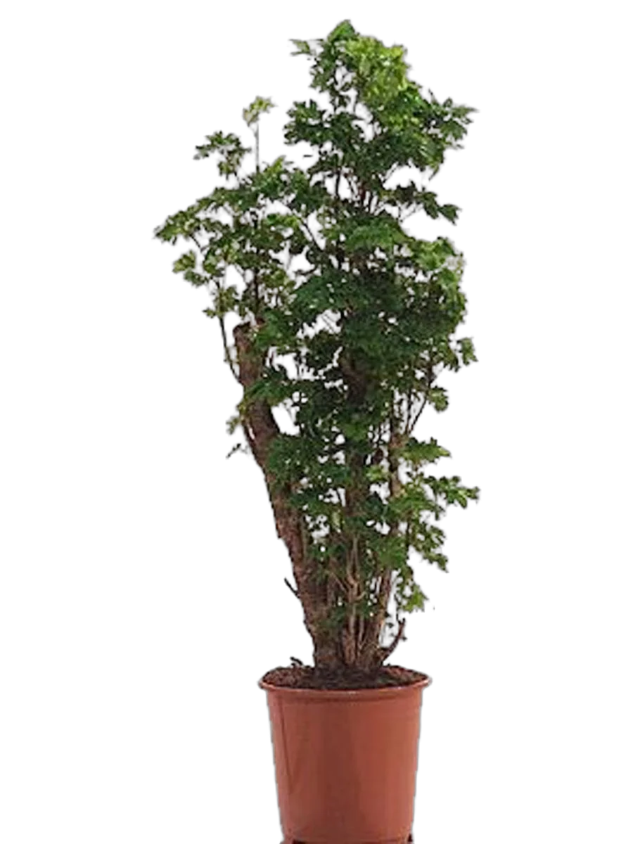 Полисциас курчавый - Polyscias crispatum 'Raffles' D24 H110