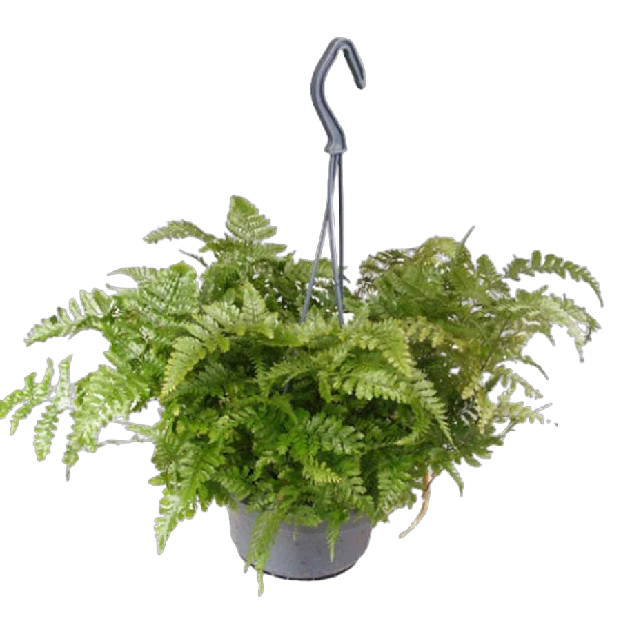 Даваллия - Davallia D14 H30